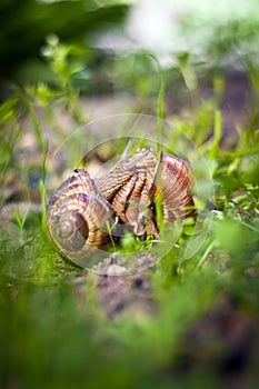 Escargot â€“ the love of two escargots in spring