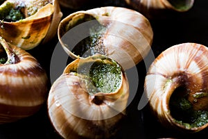 Escargots de Bourgogne - Snail Food with herbs butter, France gourmet dish.