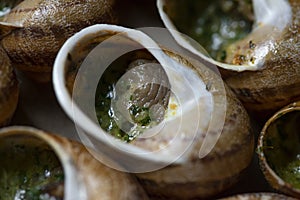 Escargots de Bourgogne - Snails with garlic butter, close up