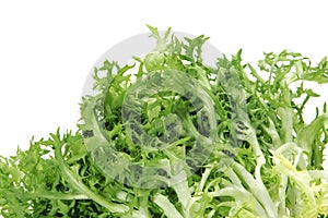 Escarole endive