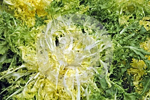 Escarole endive
