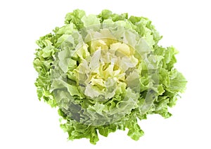 Escarole endive photo