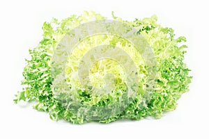 Escarole endive