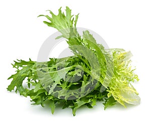 Escarole Endive