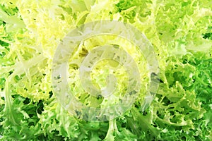 Escarole endive