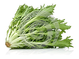 Escarole Endive