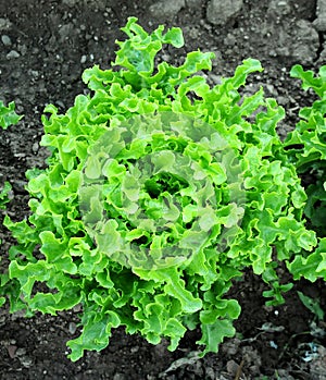 Escarole in the Ground