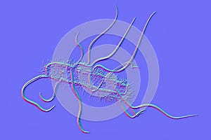 Escherichia coli bacteria, 3D illustration