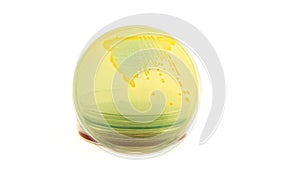 Escherichia Coli bacteria on Cled agar petri dish isolated on white background, cysteine lactose electrolyte deficient