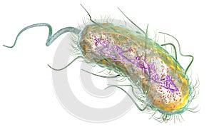 Escherichia coli bacteria E. coli. Medically accurate 3D illustration