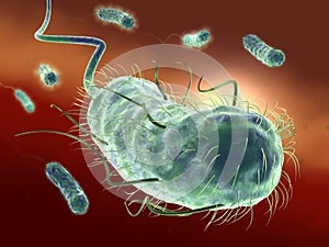 Escherichia coli bacteria E. coli. Medically accurate 3D illustration_2