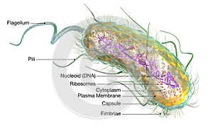 Escherichia coli bacteria E. coli. Medically accurate 3D illustration, labeled