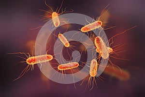 Escherichia coli bacterium