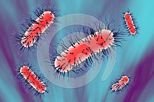 Escherichia coli bacterium