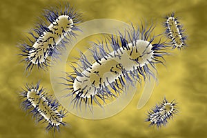 Escherichia coli bacterium