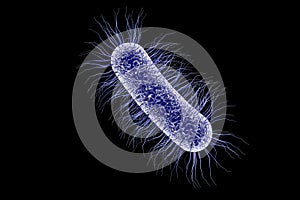 Escherichia coli bacterium