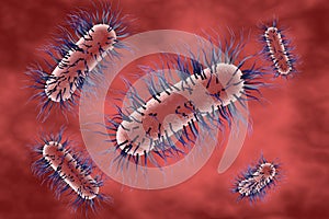 Escherichia coli bacterium