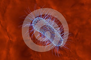 Escherichia coli bacterium photo
