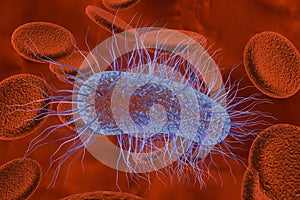 Escherichia coli bacterium