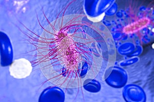 Escherichia coli bacterium photo