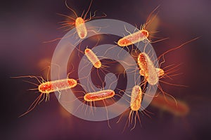 Escherichia coli bacterium photo