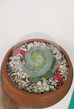 Escherichia succulent in teracotta pot