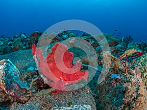 Eschmeyers scorpionfish