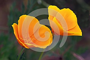 Eschscholtzia flowers