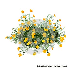Eschscholzia californica photo