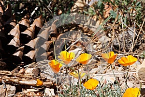 Eschscholzia Californica Bloom - San Rafael Mtns - 042822