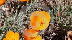 Eschscholzia Californica Bloom - San Rafael Mtns - 042822