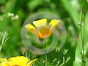 Eschscholzia californica, California poppy. Garden orange yellow poppy flower. Spring, summer, autumn outdoor flower.