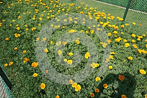 Eschscholzia californica (California poppy, golden poppy, California sunlight or cup of gold) flowers