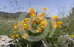 Eschscholzia californica or California poppy yellow flowers on a blue sky background