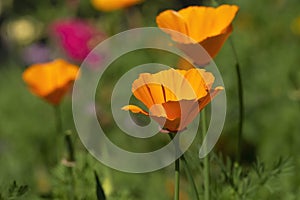 Orange flowers of a California poppy or golden poppy (eschscholzia californica)