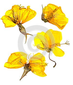 Eschscholzia californica cup gold dry flowers in bloom, orange pressed petals. Flat yellow nasturtium macro curved shape isolated