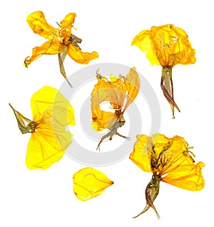Eschscholzia californica cup gold dry flowers in bloom, orange pressed petals. Flat yellow nasturtium macro curved shape isolated