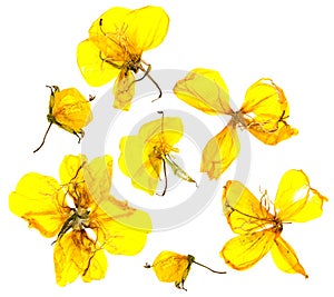 Eschscholzia californica cup gold dry flowers in bloom, orange pressed petals. Flat yellow nasturtium macro curved shape isolated