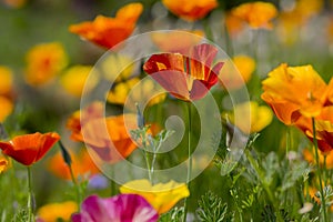 Eschscholzia californica cup of gold flowers in bloom, californian field, ornamental wild plants on a meadow