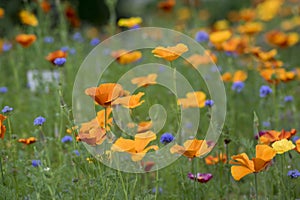 Eschscholzia californica cup of gold flowers in bloom, californian field, ornamental wild plants on a meadow