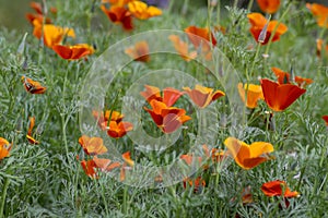 Eschscholzia californica cup of gold flowers in bloom, californian field, ornamental wild plants on a meadow