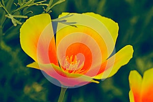 Eschscholzia californica, Fields of California Poppy during peak blooming time, close up