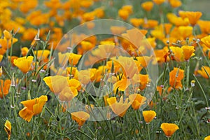 Eschscholzia californica -  orange California poppy