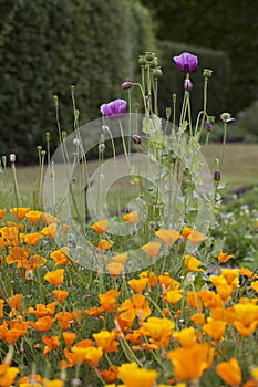 Eschscholzia californica -  orange California poppy and Opium Poppy - papaver somniferum with purple tall flowers