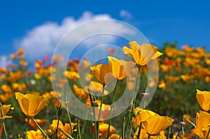 Eschscholzia californica photo