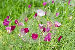 Eschscholzia californica or Poppy Carmine King is a flowering herb. The symbol of California