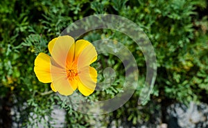 Eschscholzia californica subsp. mexicana. close-up