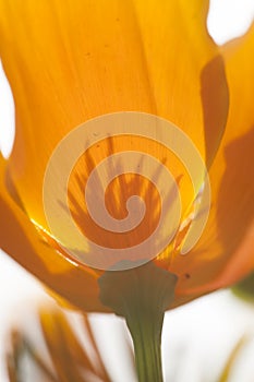 Eschscholzia californica, yellow and orange poppy wild flowers.