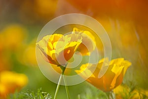 Eschscholzia californica, yellow and orange poppy wild flowers.