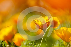 Eschscholzia californica, yellow and orange poppy wild flowers.